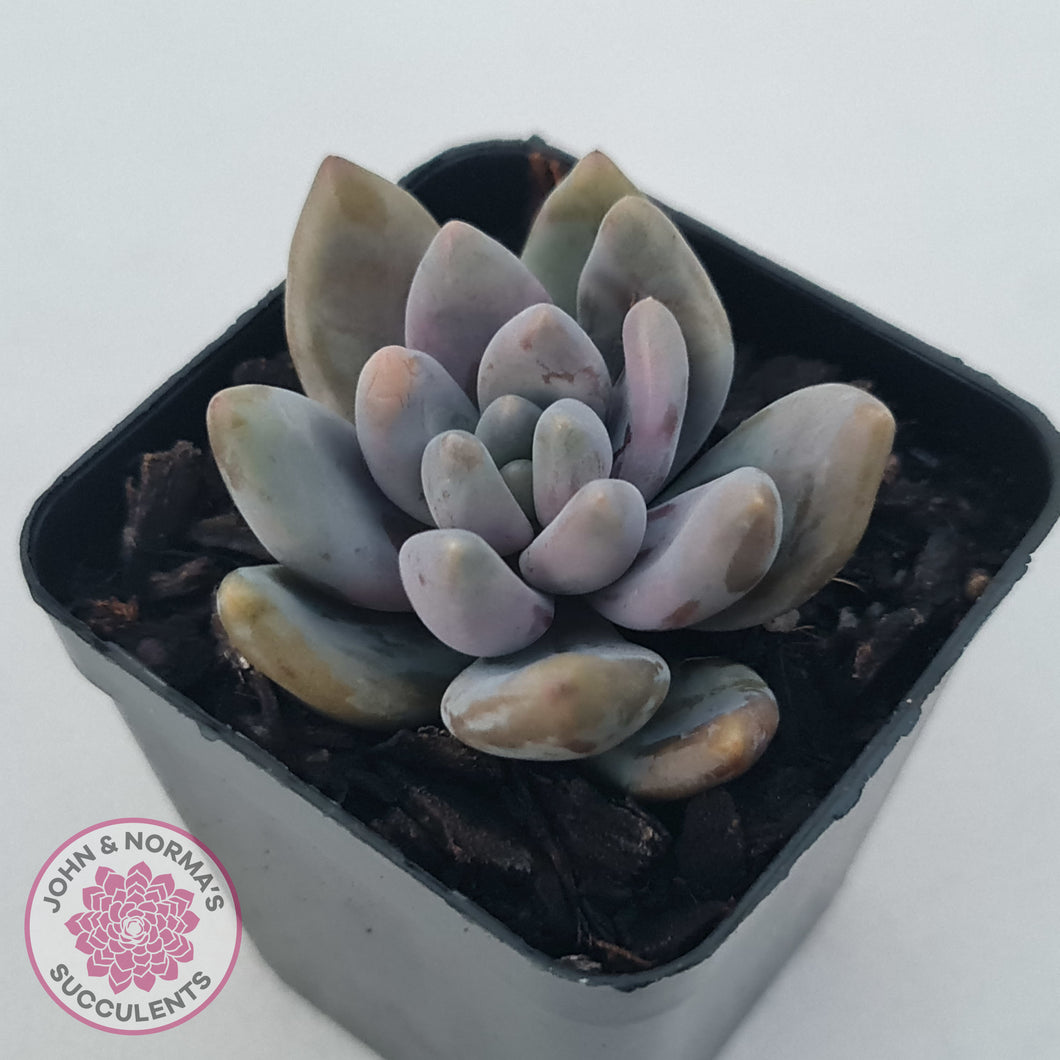 Pachyveria Blue Mist