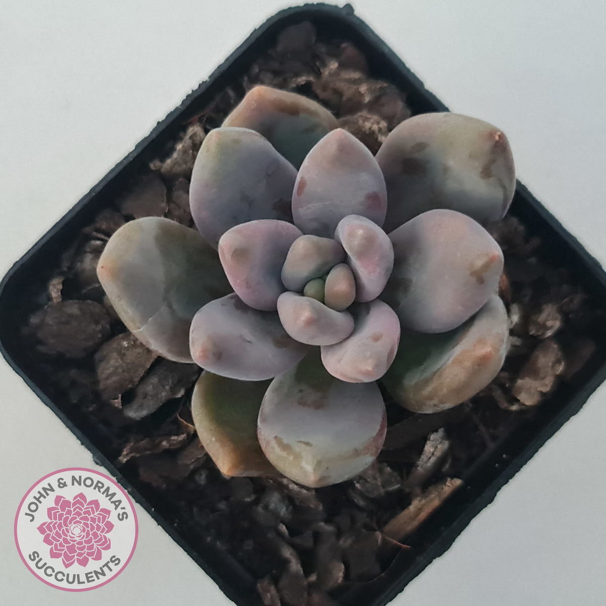 Pachyveria Blue Mist