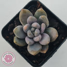 Pachyveria Blue Mist
