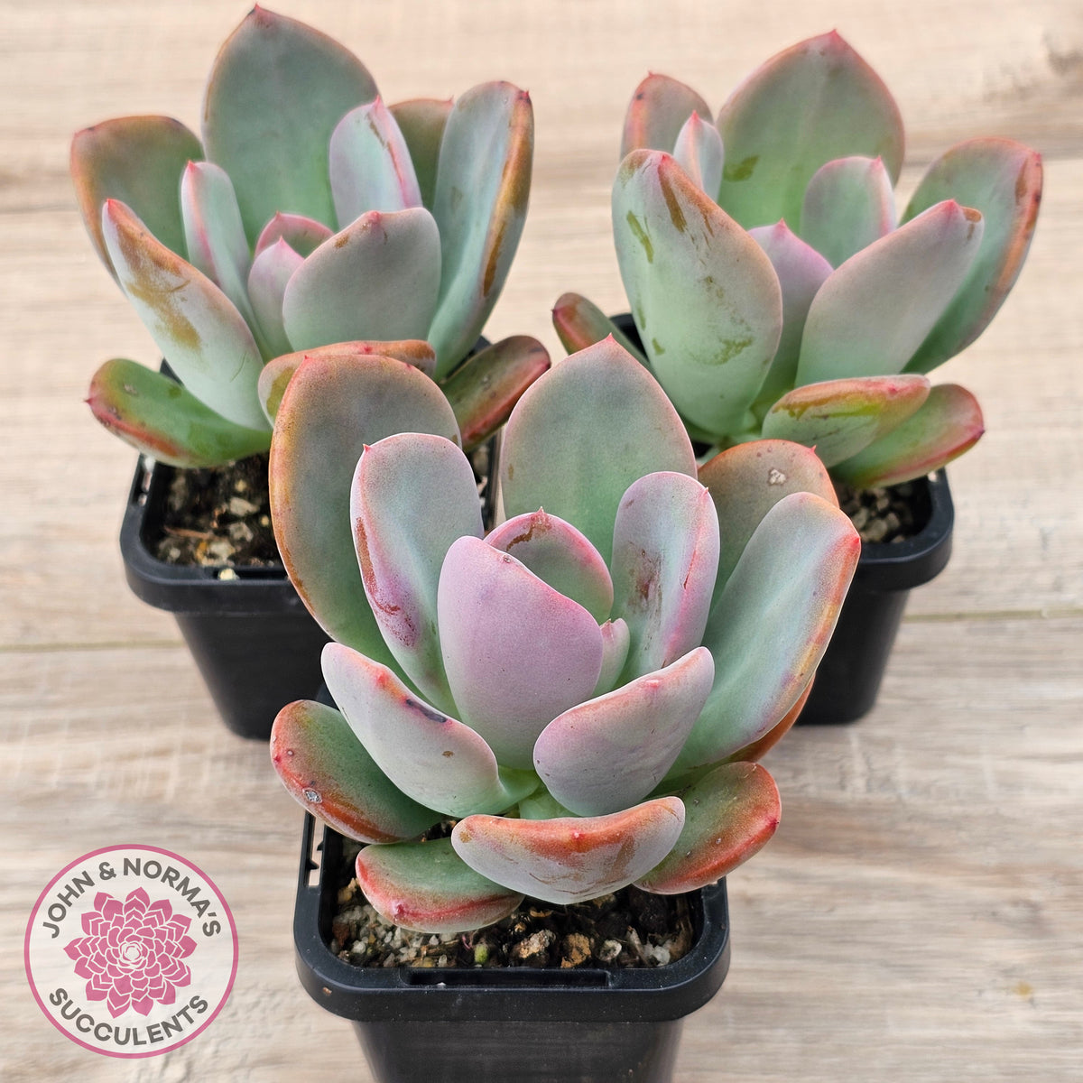 Pachyveria 'Blue Tongue'