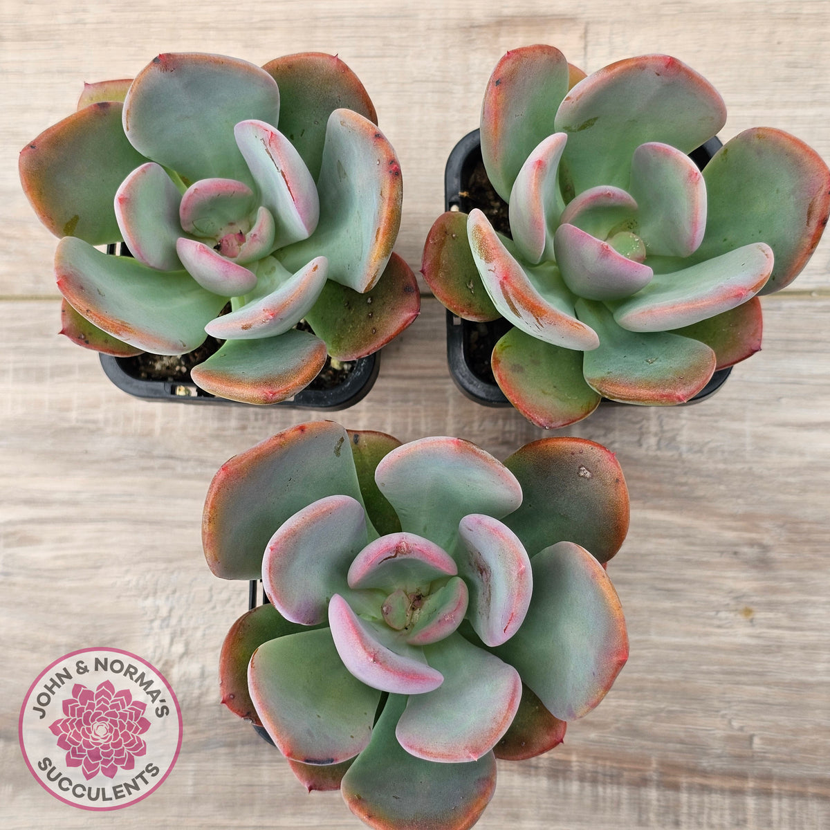 Pachyveria 'Blue Tongue'