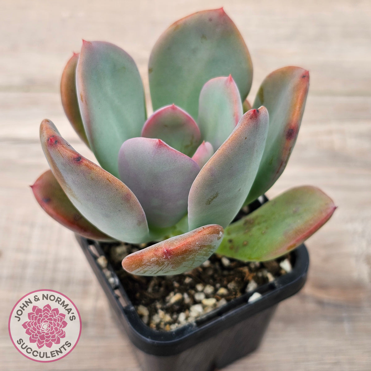 Pachyveria 'Blue Tongue'