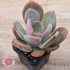 Pachyveria 'Blue Tongue'