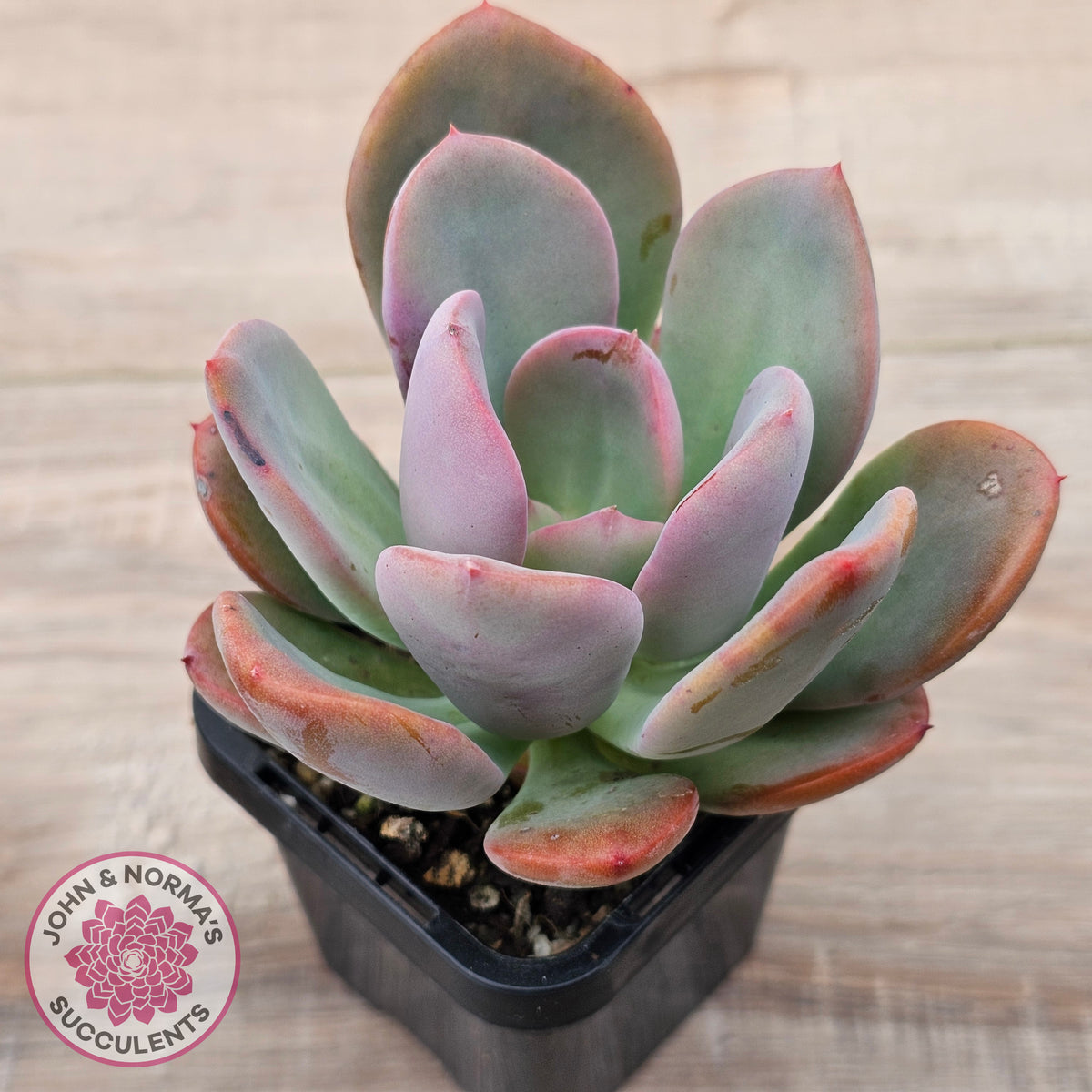 Pachyveria 'Blue Tongue'