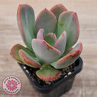 Pachyveria 'Blue Tongue'