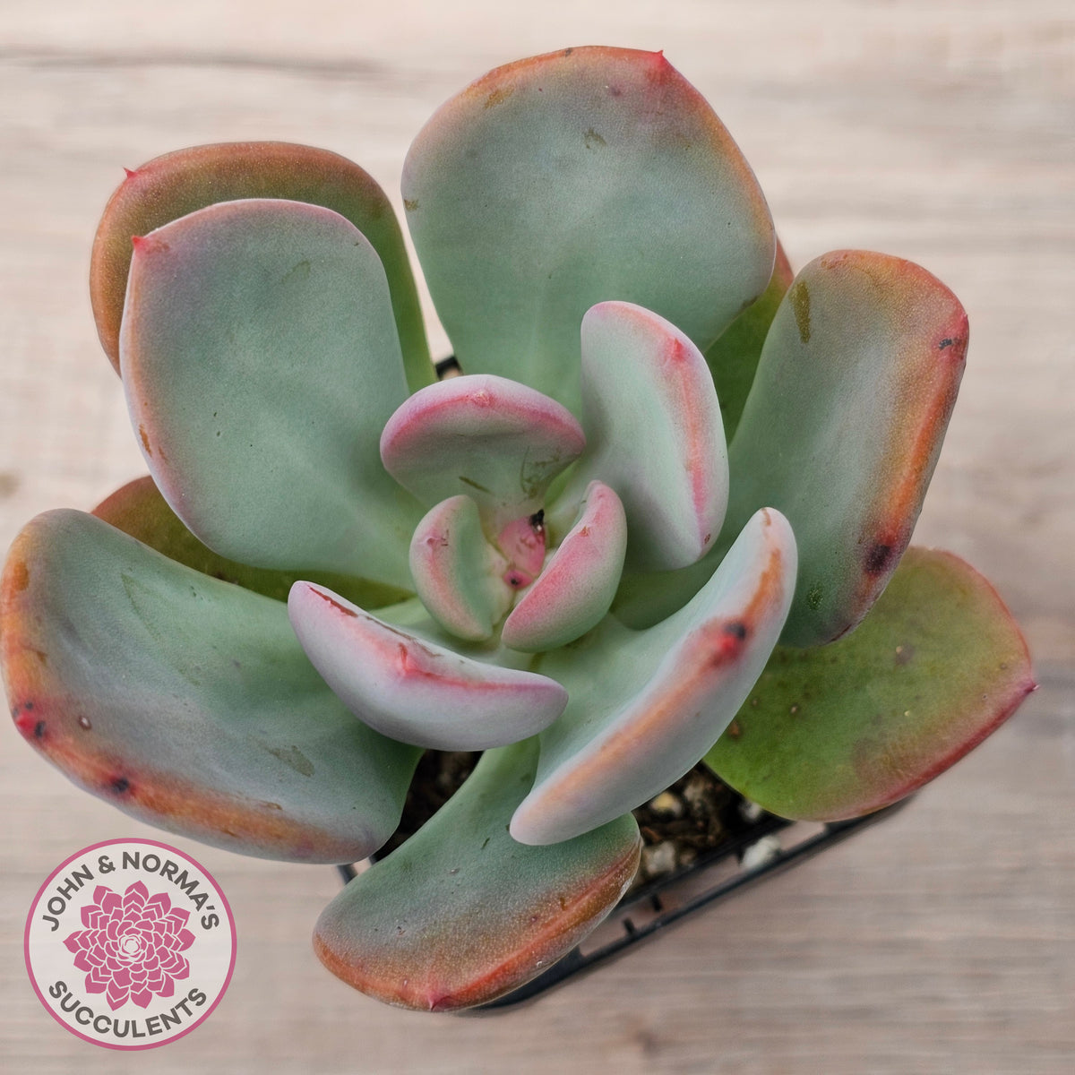 Pachyveria 'Blue Tongue'
