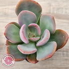 Pachyveria 'Blue Tongue'
