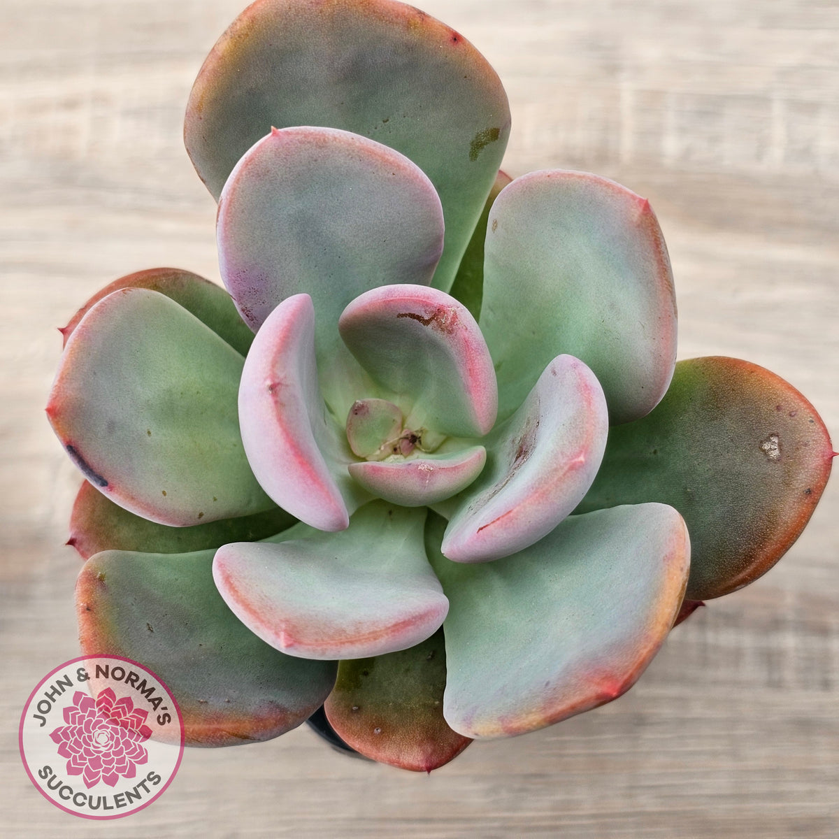 Pachyveria 'Blue Tongue'