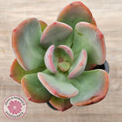Pachyveria 'Blue Tongue'