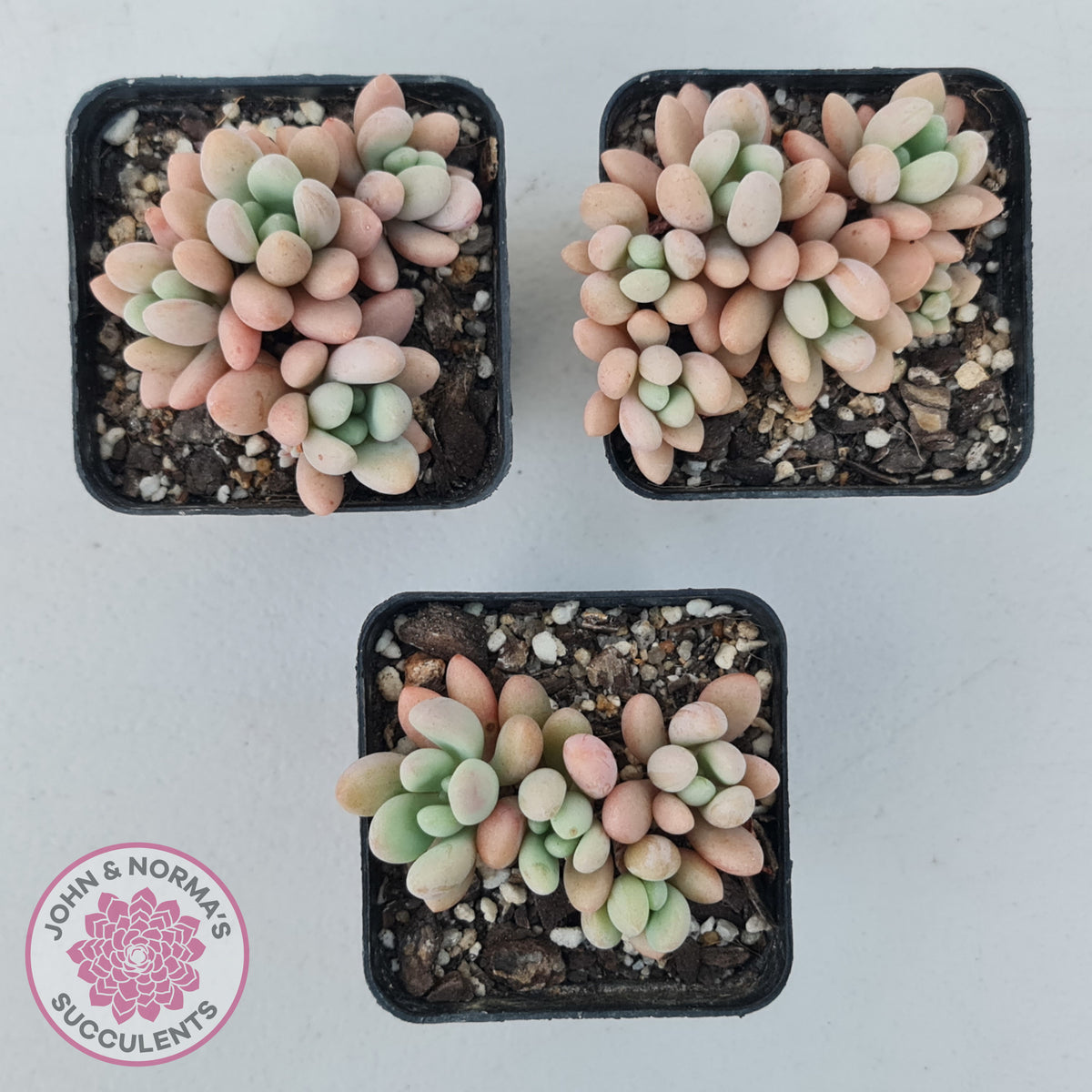 Graptoveria 'Bridgette' (multi)