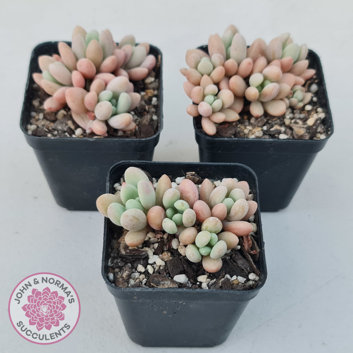 Graptoveria 'Bridgette' (multi)