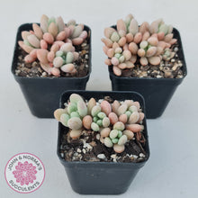 Load image into Gallery viewer, Graptoveria &#39;Bridgette&#39; (multi)
