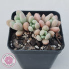 Graptoveria 'Bridgette' (multi)