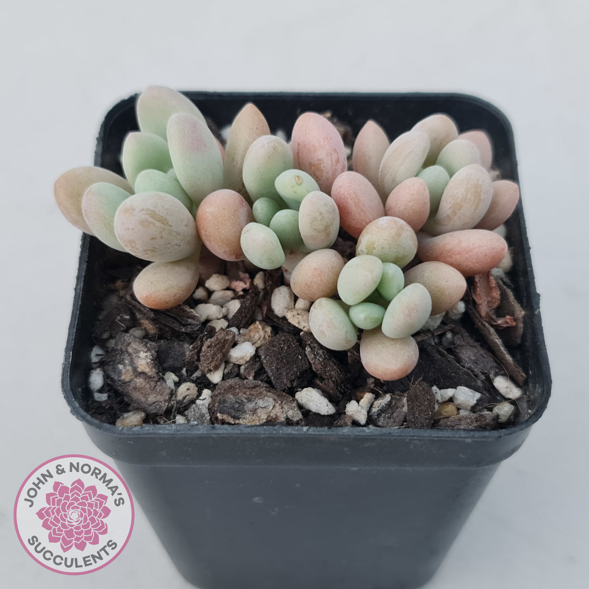 Graptoveria 'Bridgette' (multi)