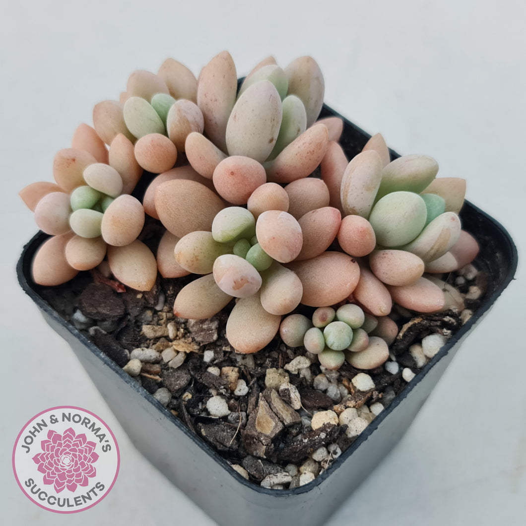 Graptoveria 'Bridgette' (multi)