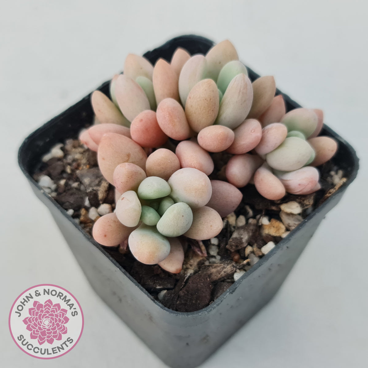 Graptoveria 'Bridgette' (multi)