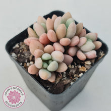 Load image into Gallery viewer, Graptoveria &#39;Bridgette&#39; (multi)
