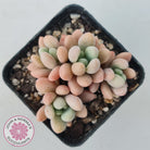Graptoveria 'Bridgette' (multi)