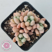 Load image into Gallery viewer, Graptoveria &#39;Bridgette&#39; (multi)
