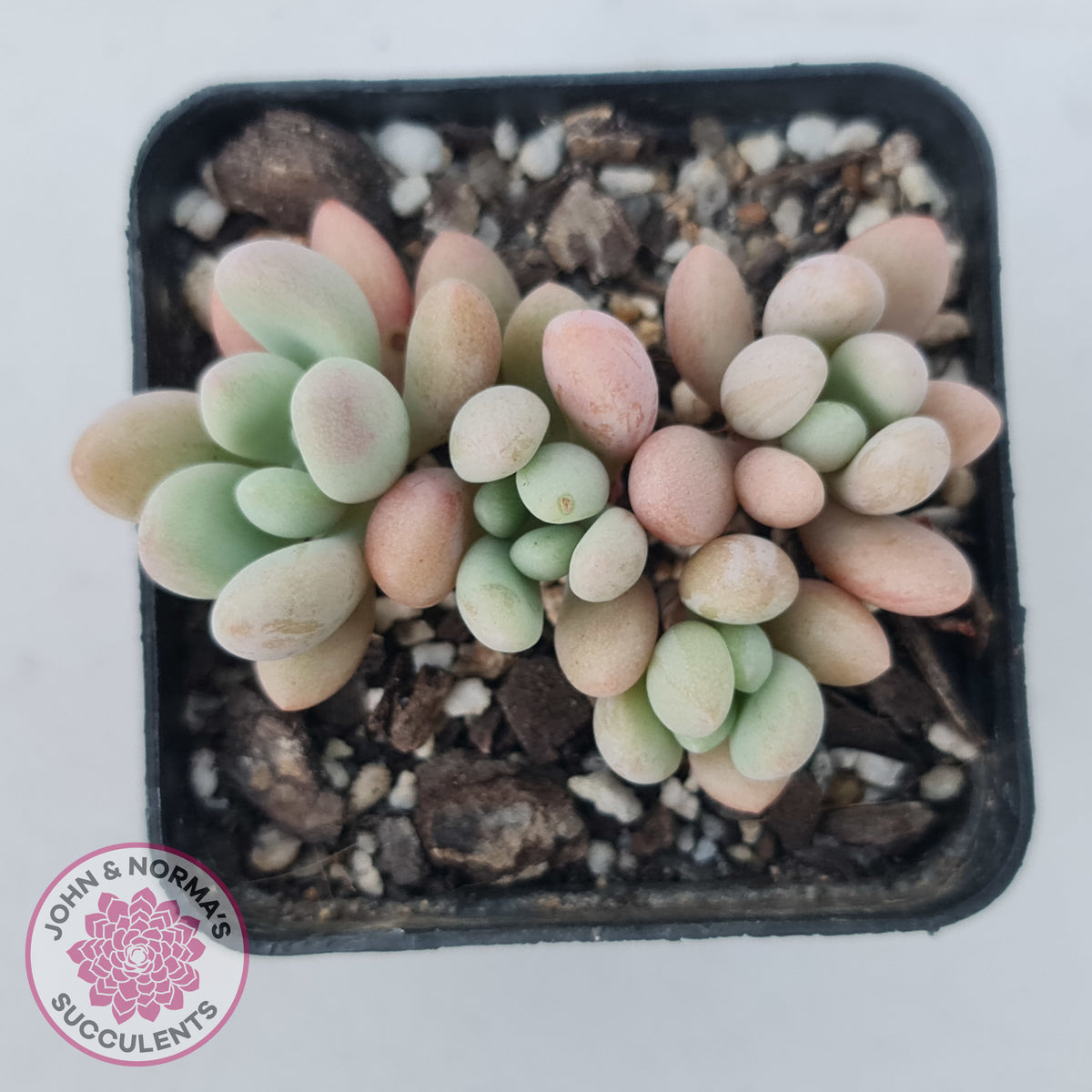 Graptoveria 'Bridgette' (multi)