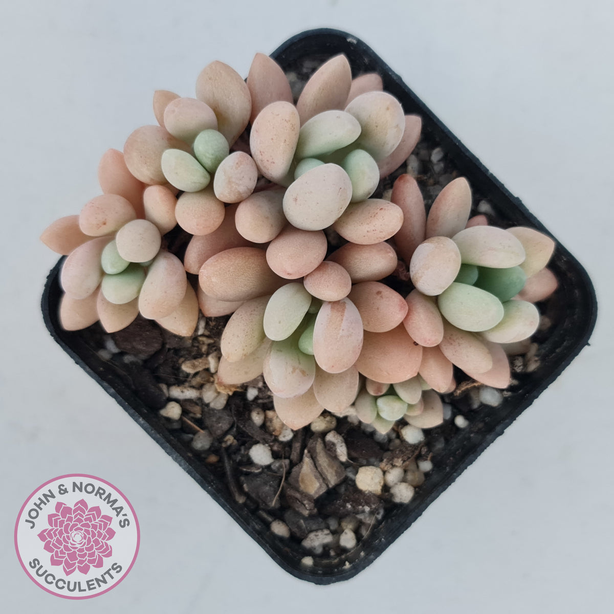 Graptoveria 'Bridgette' (multi)