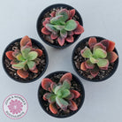 Pachyveria Dr Cornelius