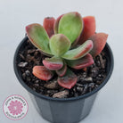 Pachyveria Dr Cornelius