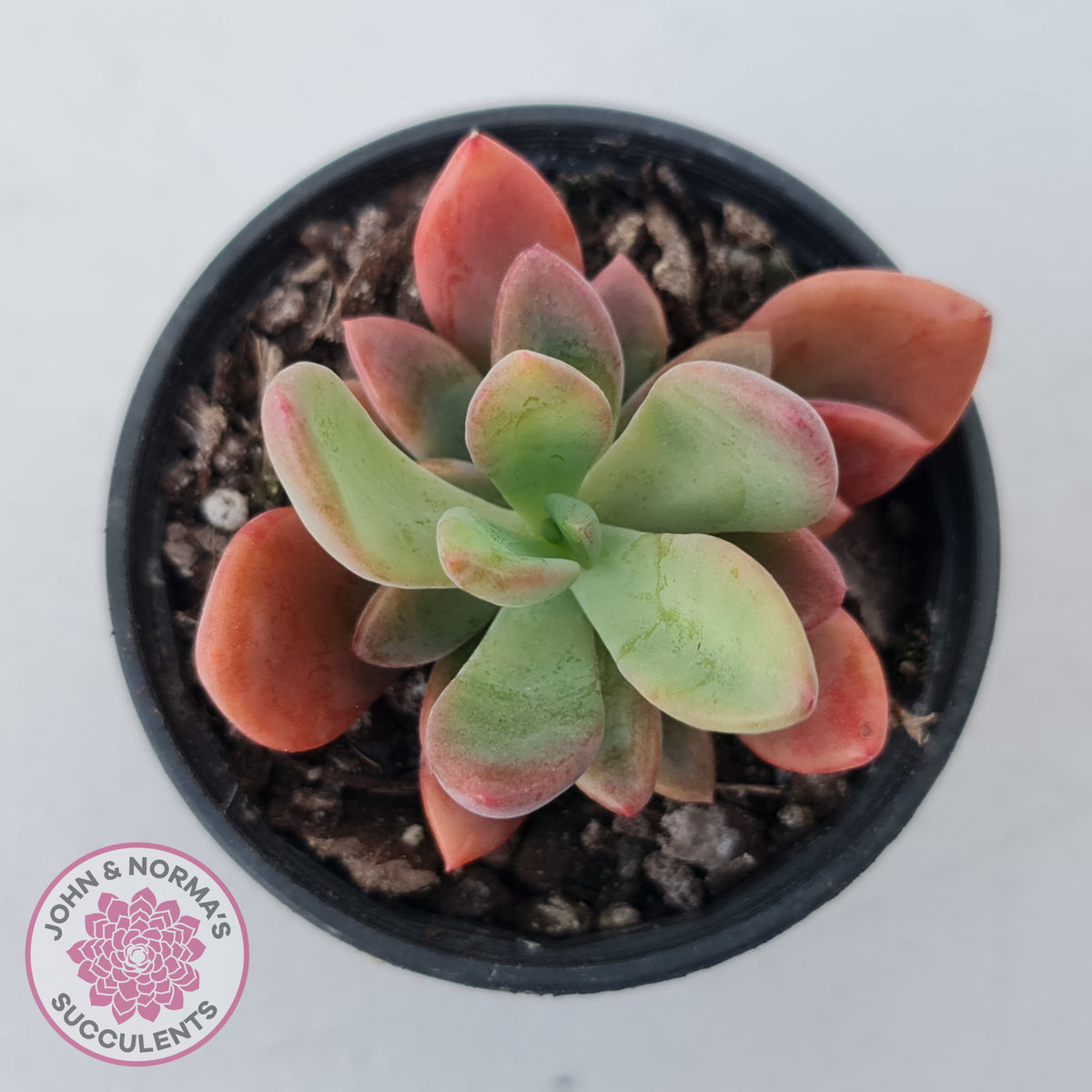 Pachyveria Dr Cornelius
