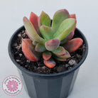 Pachyveria Dr Cornelius