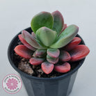 Pachyveria Dr Cornelius