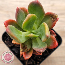 Load image into Gallery viewer, Pachyveria Dr Cornelius
