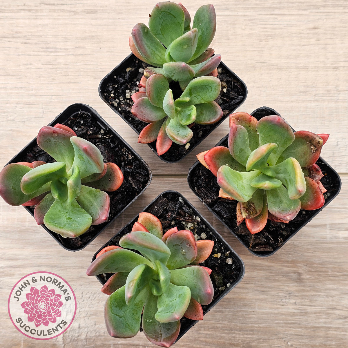 Pachyveria Dr Cornelius