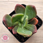 Pachyveria Dr Cornelius