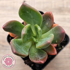 Pachyveria Dr Cornelius