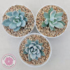Pachyveria Exotica 'Powder Puff' variegata