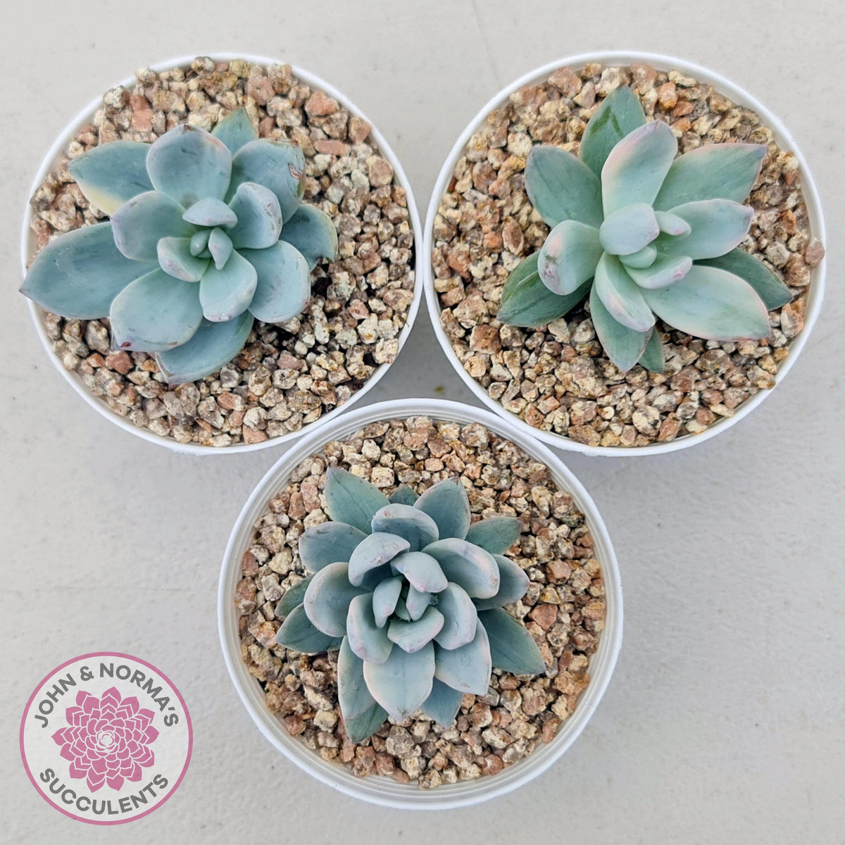 Pachyveria Exotica 'Powder Puff' variegata