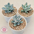 Pachyveria Exotica 'Powder Puff' variegata