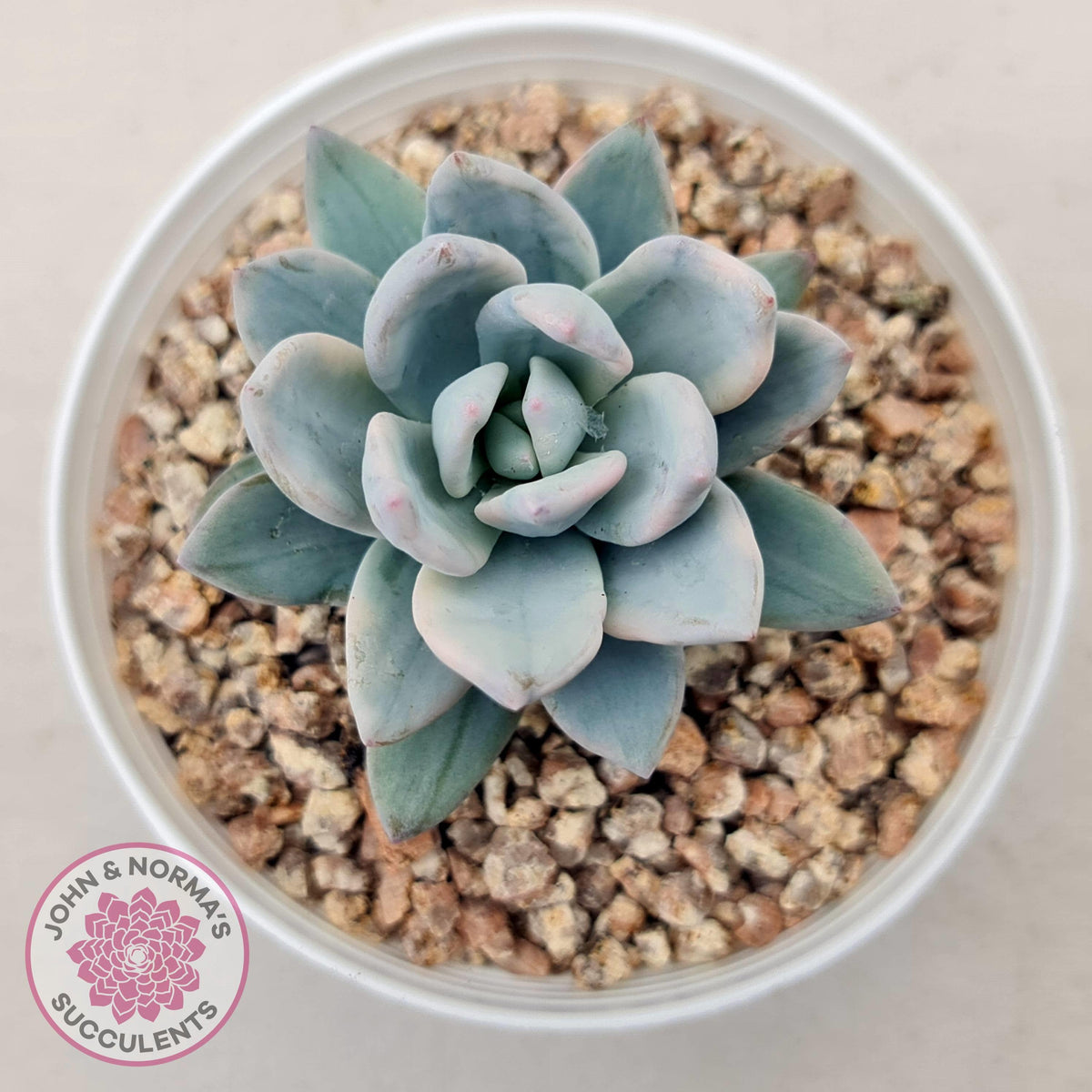 Pachyveria Exotica 'Powder Puff' variegata