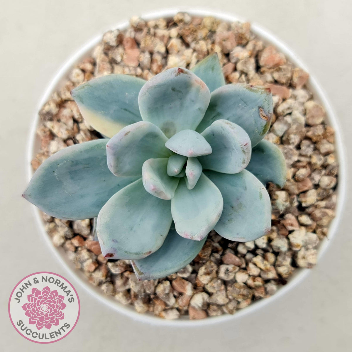 Pachyveria Exotica 'Powder Puff' variegata