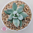 Pachyveria Exotica 'Powder Puff' variegata