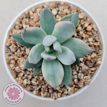 Load image into Gallery viewer, Pachyveria Exotica &#39;Powder Puff&#39; variegata - John &amp; Norma&#39;s Succulents Australia
