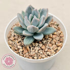 Pachyveria Exotica 'Powder Puff' variegata