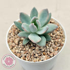 Pachyveria Exotica 'Powder Puff' variegata