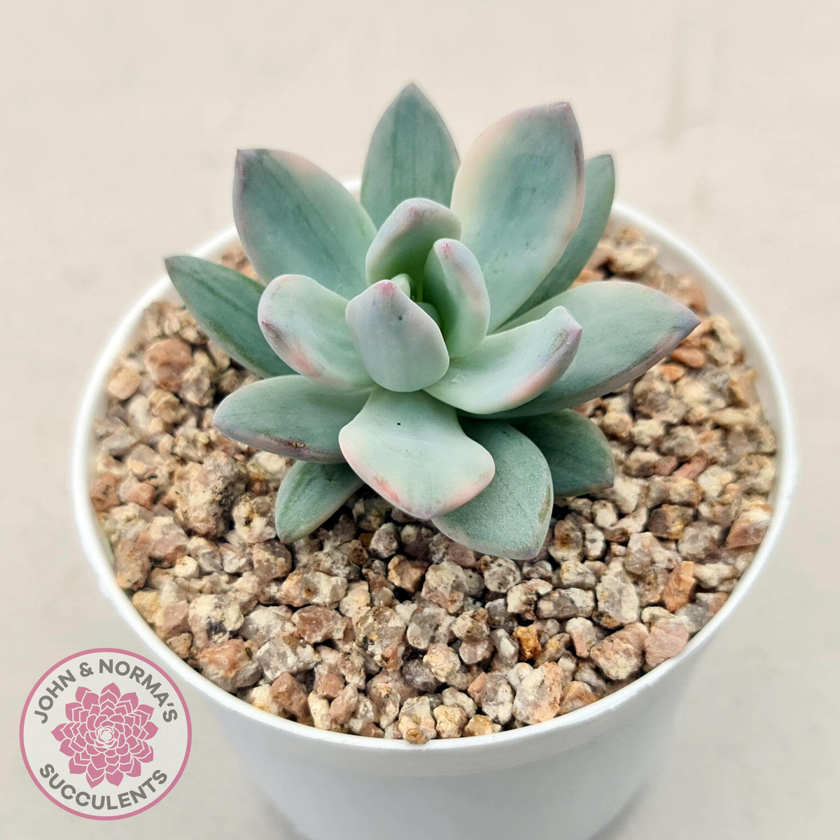 Pachyveria Exotica 'Powder Puff' variegata