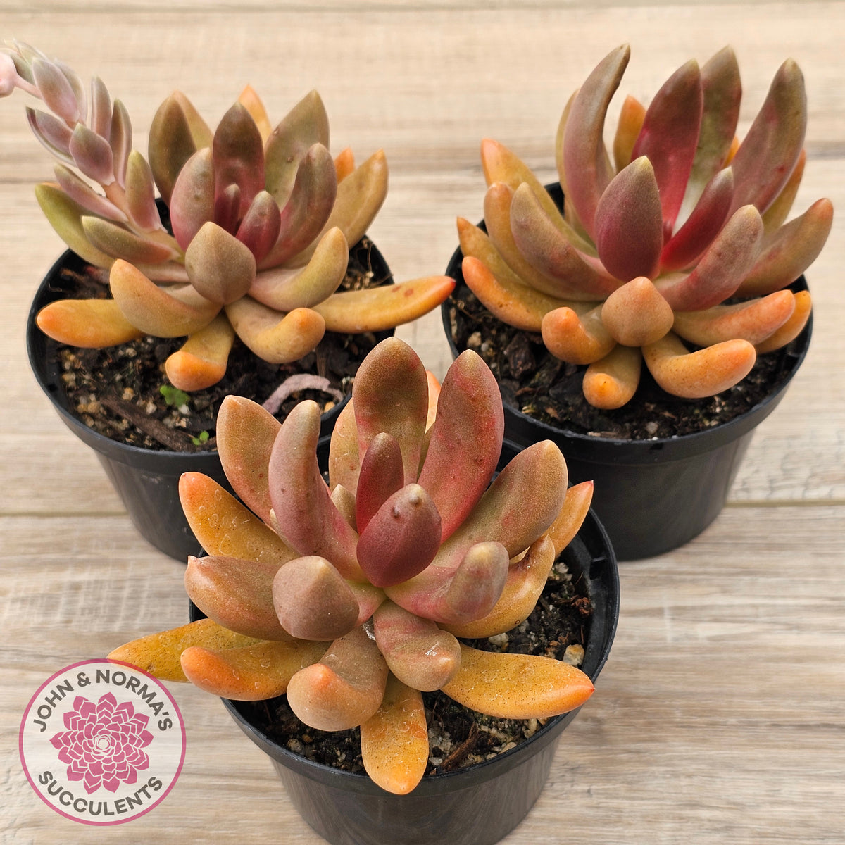 Pachyveria 'Flambeau'