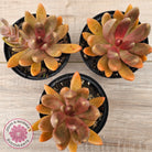 Pachyveria 'Flambeau'