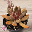 Pachyveria 'Flambeau'