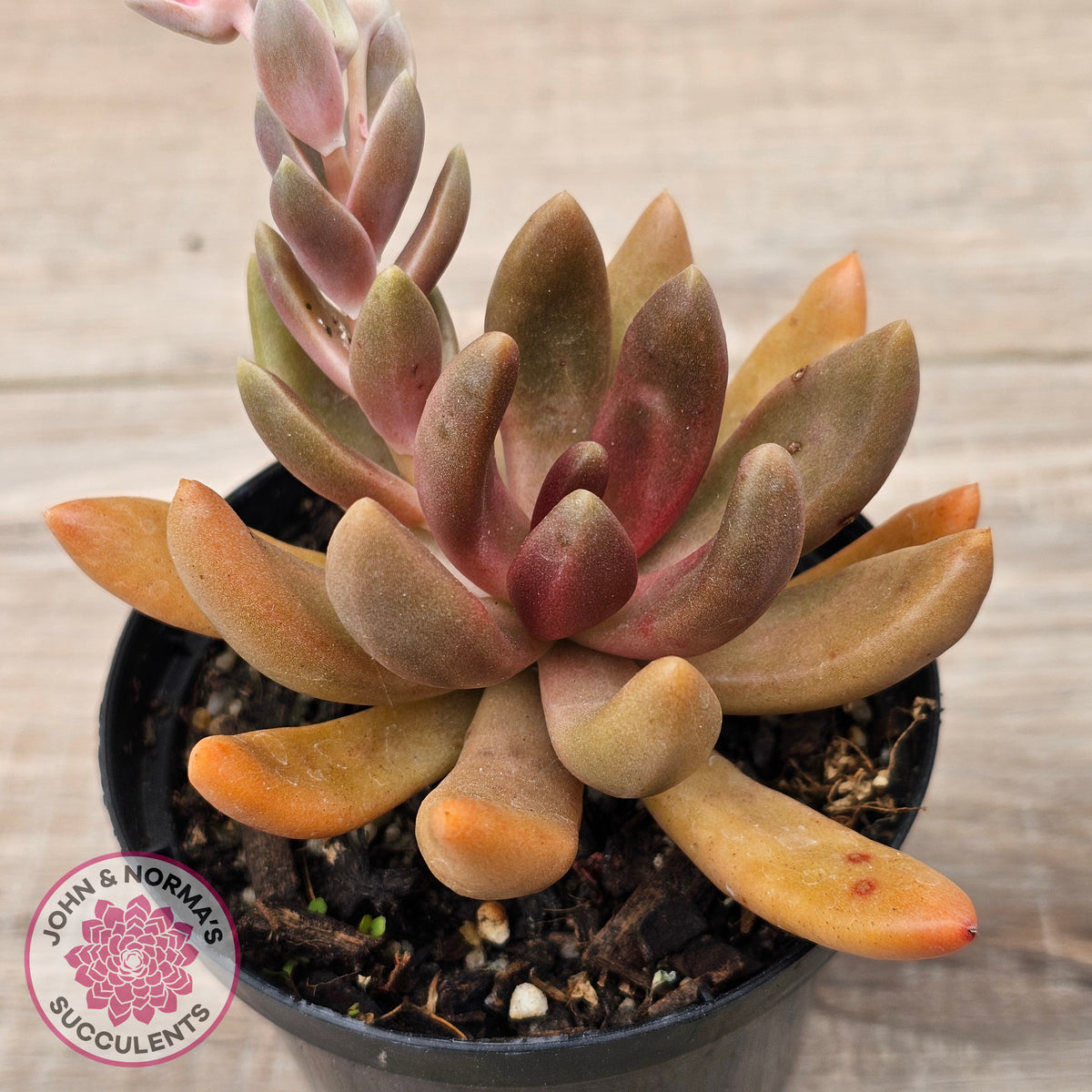Pachyveria 'Flambeau'