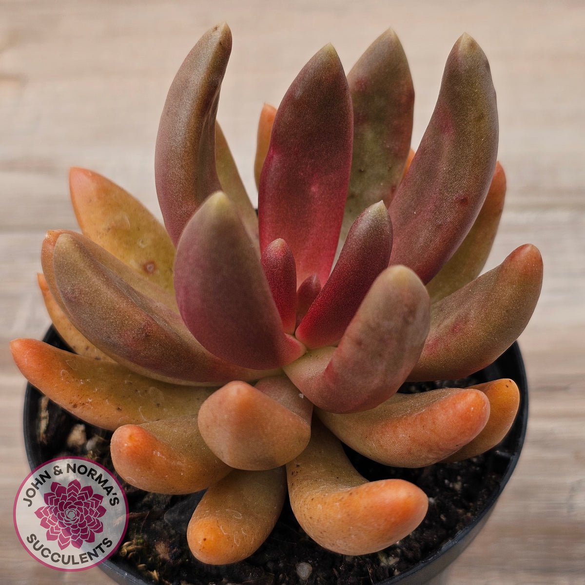 Pachyveria 'Flambeau'
