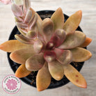Pachyveria 'Flambeau'